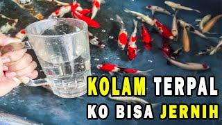 SIAPA BILANG KOLAM TERPAL GK BISA JERNIH... koi pond