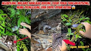 4 Hari Berburu Siang Dan Malam Nangkap Burung Tidur, Jumpa Trenggiling, Dan Dapat Ayam Hutan 