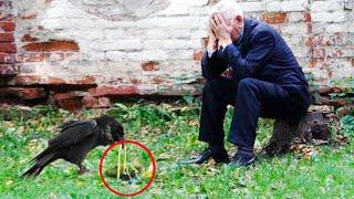 Man burst into tears when he saw what the raven brought him