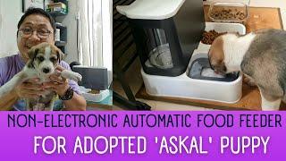 Automatic Dog Feeder | Non-Electronic | For Stray Puppy