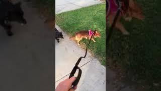 Fox leash walking