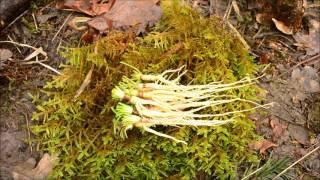 Winter Foraging Wild Carrot; How to Cook and Eat with an open Fire