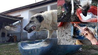 Kangal çoban köpeklerime kuzu etiyle yal kardım.Boll sütlü.