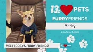  Furry Friends:  January 1, 2024 | Juice, Marley, and Lulu Grace 