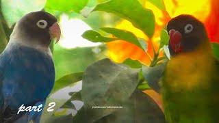 Lovebird Blue Personata and Green Personata Part 2