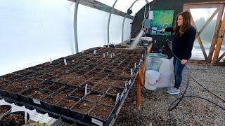 Potting Up Our Pre-Sprouted Ranunculus, Potting Daffodils, & Separating Lettuce Seedlings! 