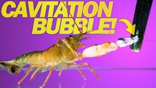 Snapping Shrimp Attacks at 11,000 fps - CAVITATION BUBBLES!