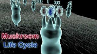 Life Cycle of Mushrooms in the Phylum Basidiomycota