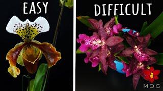 Easy Orchids VS Difficult ones - Rating my Orchids by difficulty level! 