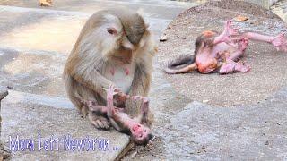 Oh Nooo...!! Mother Monkey Trying To Torture Extremely Hurt _ Newborn Crying Very Horrible 