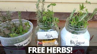 Grow Herbs from Cuttings: Rosemary | Thyme | Oregano