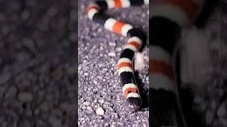 Tiny Coral Snake, Toxic Venom: The Sonoran Coral Snake! #snake #animals #reptiles