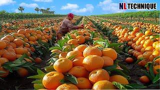How US Farmers Harvest 100 Million Tons Of Orange - Agriculture Technology