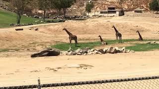 Riding on the Africa Tram in the San Diego Zoo & Safari (Full ride)