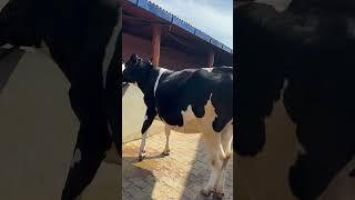 Top #Punjab #Breed #ABS #Cow Available For #Sale #HF #trending #maharashtra #video #viral #dairyfarm