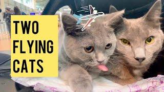 Flying with two cats in cabin | Austrian Airlines | ️