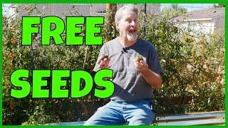 Never Buy Seeds Again - How to Collect Tomato Seeds