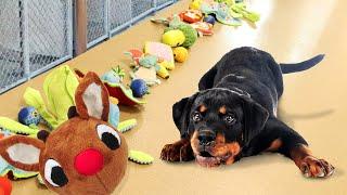 Letting Shelter Dogs Pick their Christmas Presents!