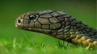 What are the characteristics of Reptiles?