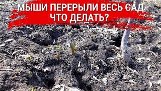 Мыши перерыли весь сад – что делать?