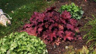 Coral Bells (Heuchera) for the Shade Garden - Rose-Hill Gardens Video Series 13