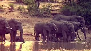 6 Day Kruger Safari with Wild Planet