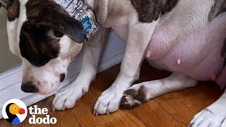 Terrified Pregnant Pittie Is The Happiest Mom Now  | The Dodo Pittie Nation