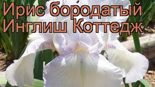 Ирис бородатый Инглиш Коттедж (iris)  обзор: как сажать, рассада ириса Инглиш Коттедж