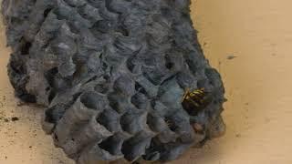 THE BRUTAL BATTLE OF THE WASP SPIDER AND WASPS FROM THE WASP NEST! [Live feeding!]
