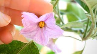 How to Hand Pollinate Eggplant Flowers in 3 Seconds  Balconia Garden