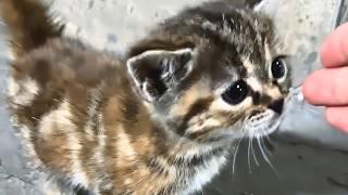 Motherless Stray Kitten's Rescue: From No Trust to Safe in My Arms