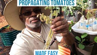 Tomato Propagation Made Easy