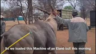 Eland Bull Loaded