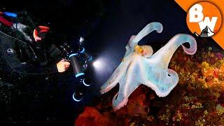 Venomous Octopus Defends the Reef!