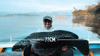 MAMA TOMAN BABON AMBYAR WJG!! | THE BIGGEST GIANT SNAKEHEAD EVER CAUGHT ON FULL CAMERA!! 4K