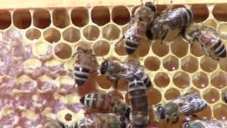 How do bees make honey? - We LOVE Bees! | BARRIER PEST CONTROL