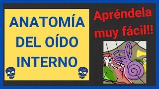 OÍDO ANATOMÍA  (Oído interno)