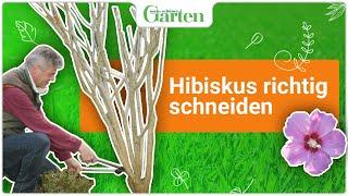 Hibiskus schneiden: Wann und wie wird’s gemacht?