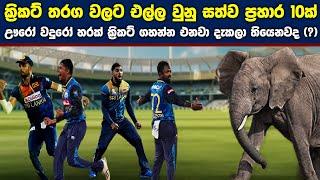 10 Animals In Cricket Ground Moments  මේ සත්තු ක්‍රිකට් ගහන්න ද ආවේ ?