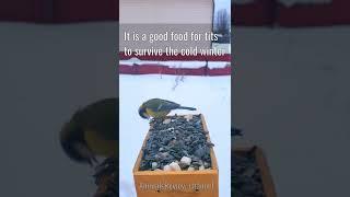 Great Tit Bird Eating Salo From Feeder in Cold Winter #shorts