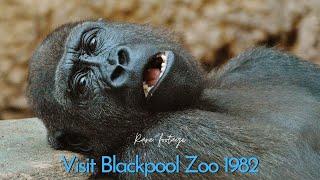 Blackpool Zoo rare footage animals & Zoo in 1982 | Visit Blackpool