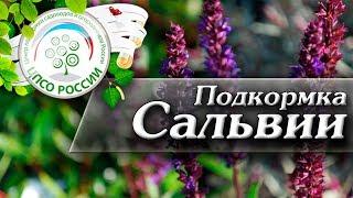 Как провести подкормку рассады Сальвии блестящей. Подкормка сальвии (шарфея).