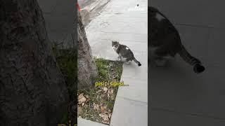   How Turkish people call cats in Türkiye 