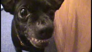 angry chihuahua bites camera