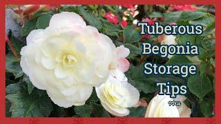 Begonias: How to Prepare and Store them for Winter