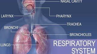 Anatomy and physiology of Respiratory system