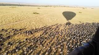 Hot air balloon pilot causes wildebeest herd to stampede