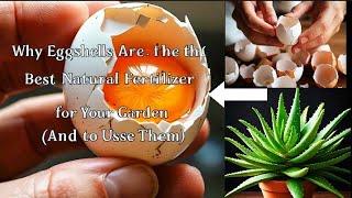 Why Eggshells Are the Best Natural Fertilizer for Your Garden (And How to Use Them)