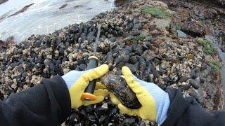 Mussels Coastal Foraging Low tide - Catch N Cook