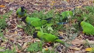 Nanday Parakeets spotted in Costa Adeje, Tenerife - March 5th 2024